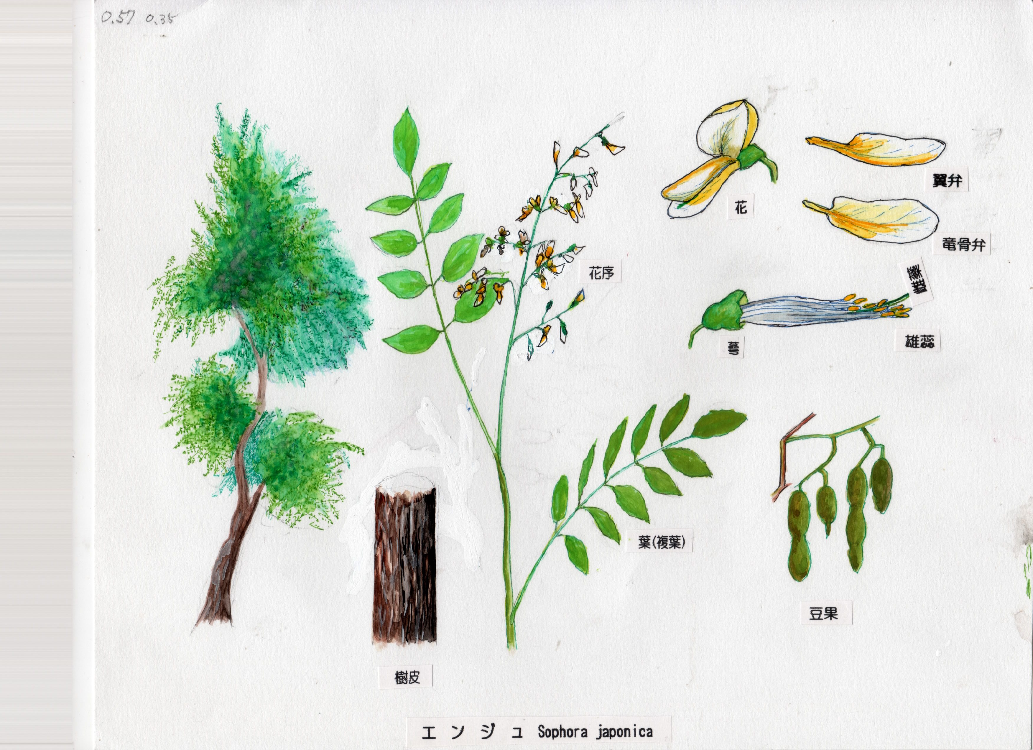 Ab 10 ゑにす 万葉の植物 解説