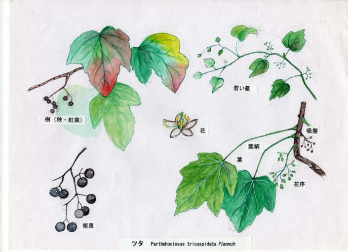 Ac-01. つた | 万葉の植物 解説