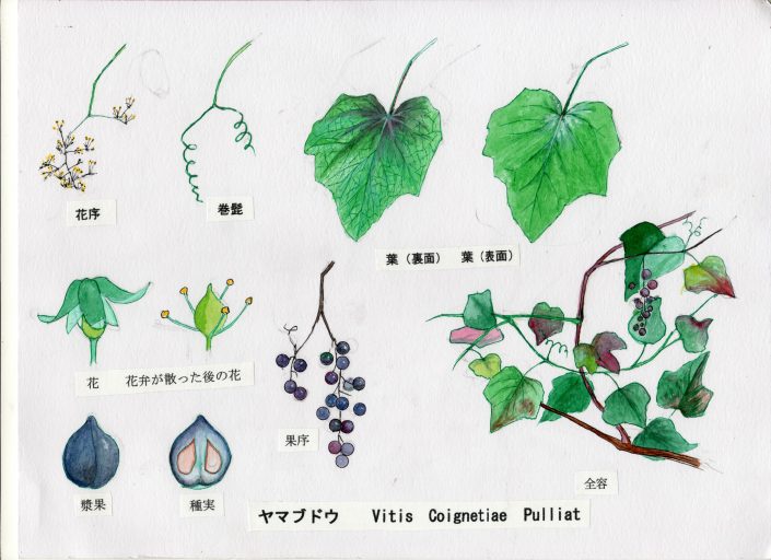 Ac-04. やまつづら | 万葉の植物 解説