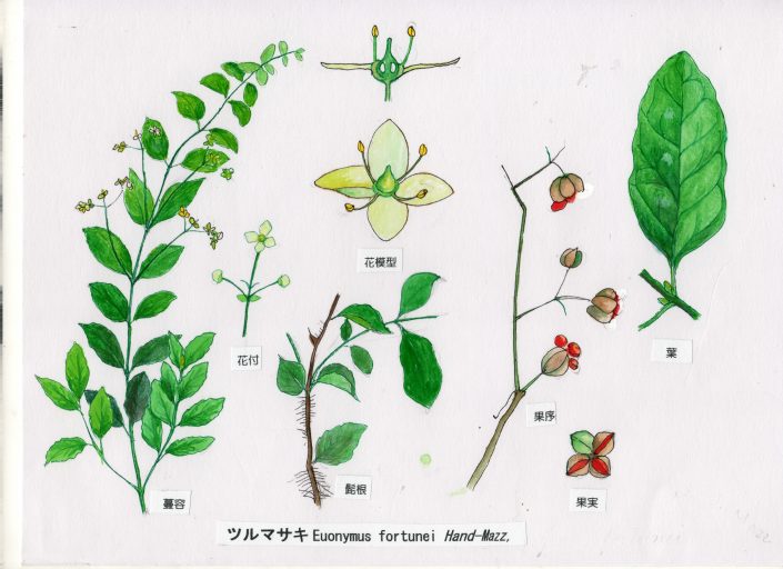 Ac-10. ところかずら | 万葉の植物 解説
