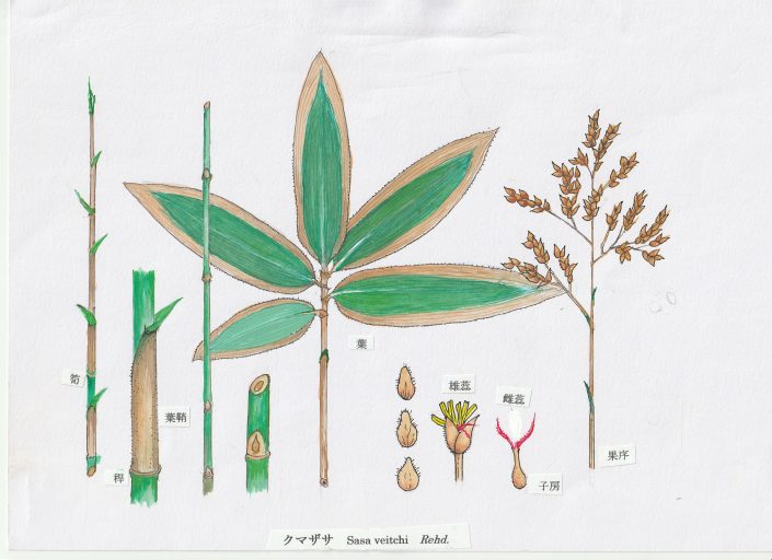 Ad-03. ささ | 万葉の植物 解説