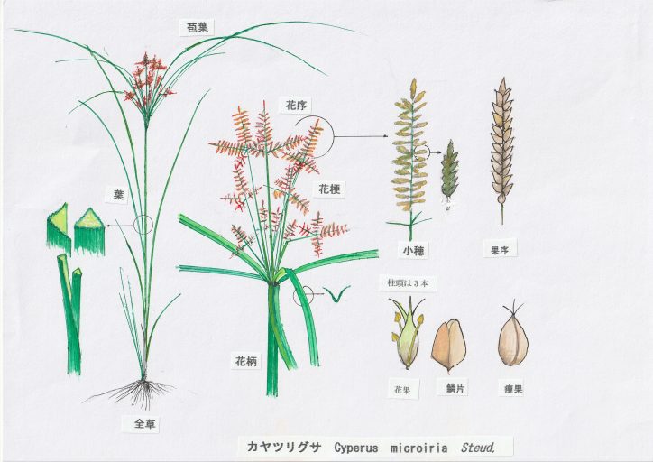 Ad-15. すげ | 万葉の植物 解説